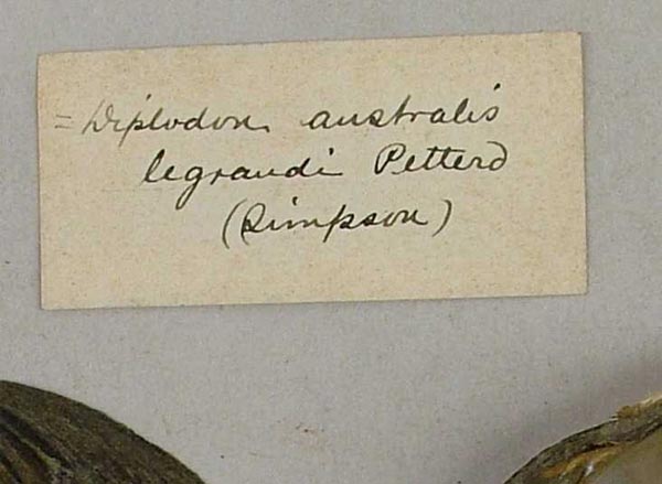specimen