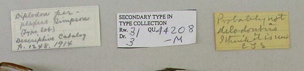 specimen