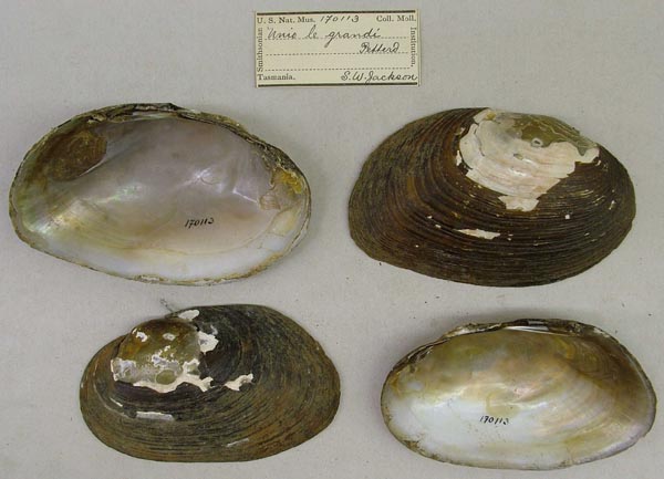 image of lot USNM_170113