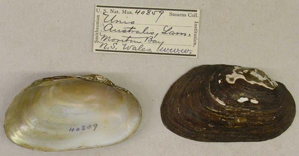 image of lot USNM_40859