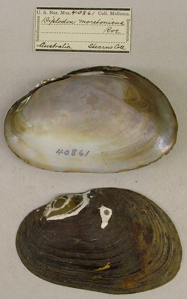 image of lot USNM_40861