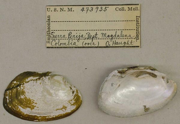 image of lot USNM_473935