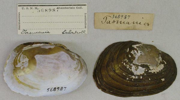 image of lot USNM_568987