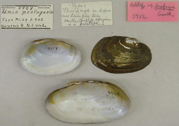 specimen
