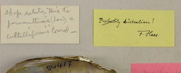 image of lot USNM_84417