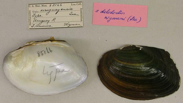 image of type lot