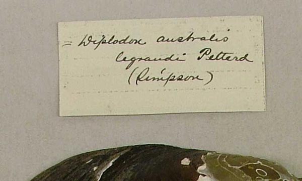 specimen