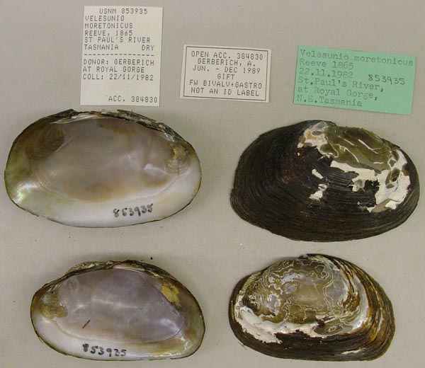 image of lot USNM_853935