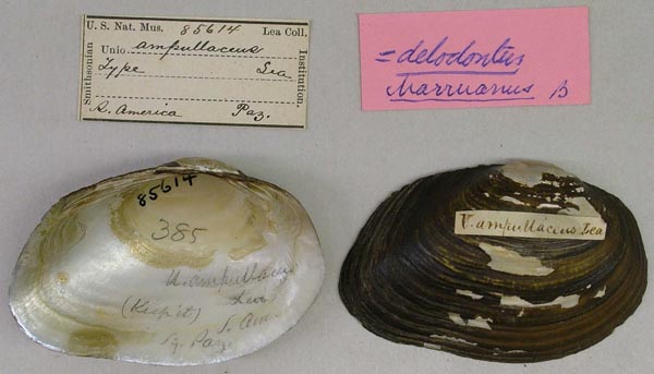 image of type lot