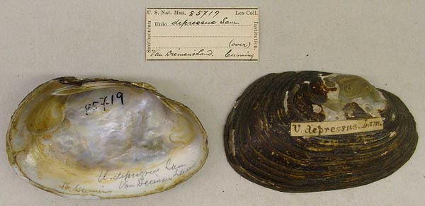 image of lot USNM_85719