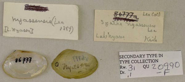 image of lot USNM_86777A