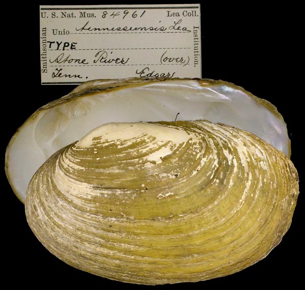 image of lot USNM_84961