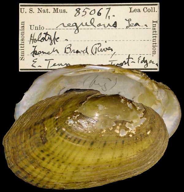 image of lot USNM_85067