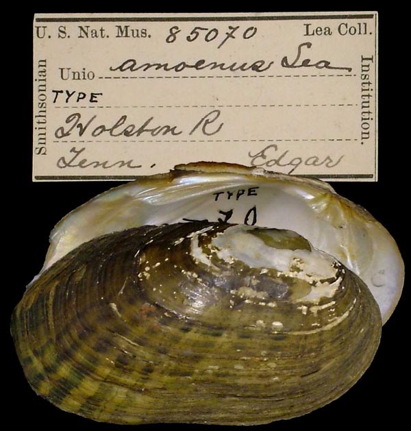 image of lot USNM_85070