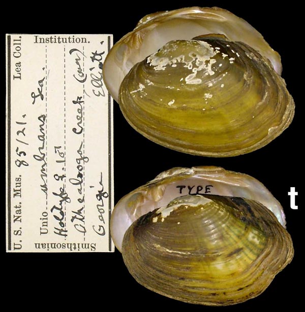 image of type lot image of type lot