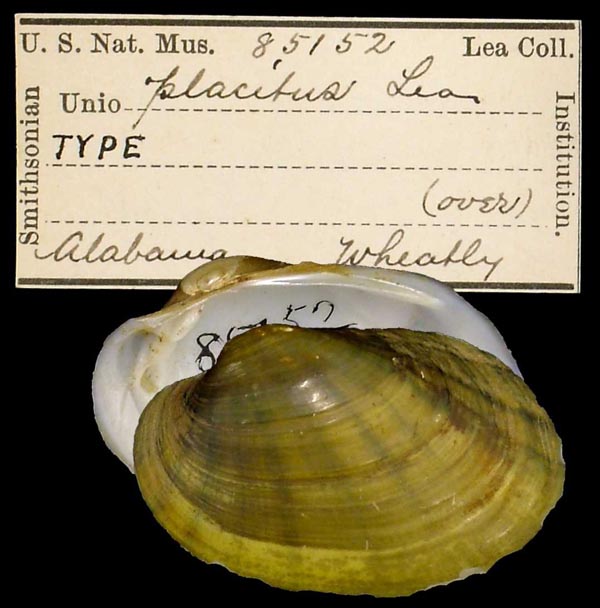 image of type lot image of type lot