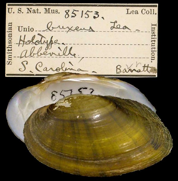 image of type lot image of type lot