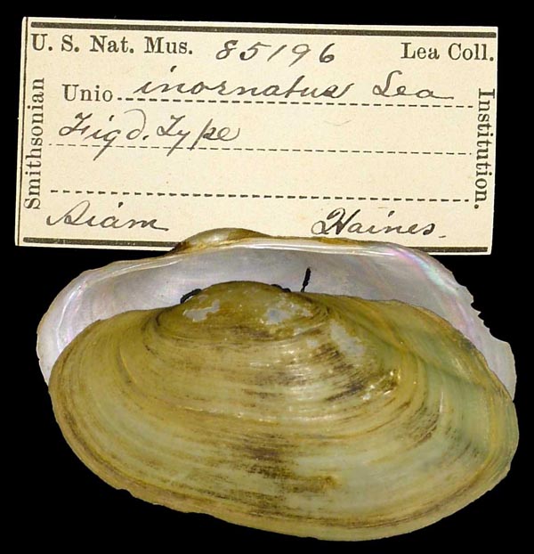 image of type lot image of type lot