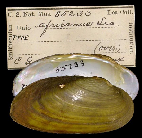 image of lot USNM_85233