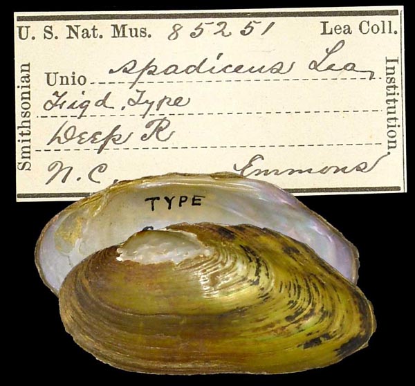 image of type lot