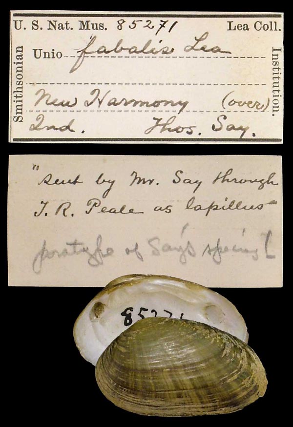 image of lot USNM_85271