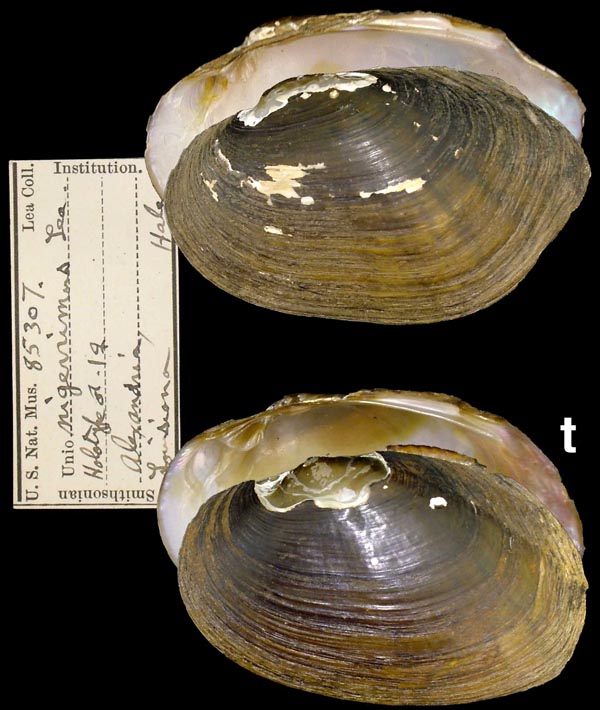 image of type lot image of type lot