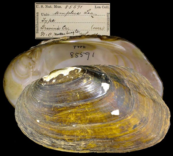 image of type lot image of type lot