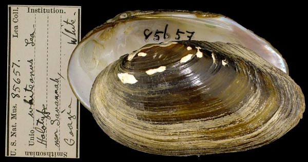 image of type lot image of type lot