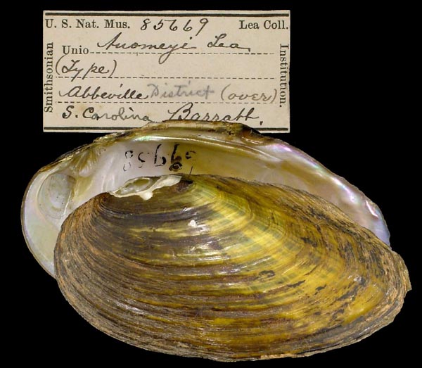 image of type lot image of type lot