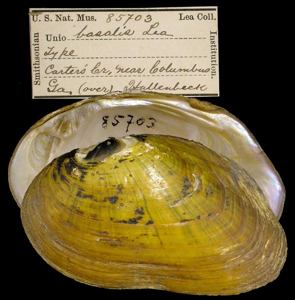 image of type lot image of type lot