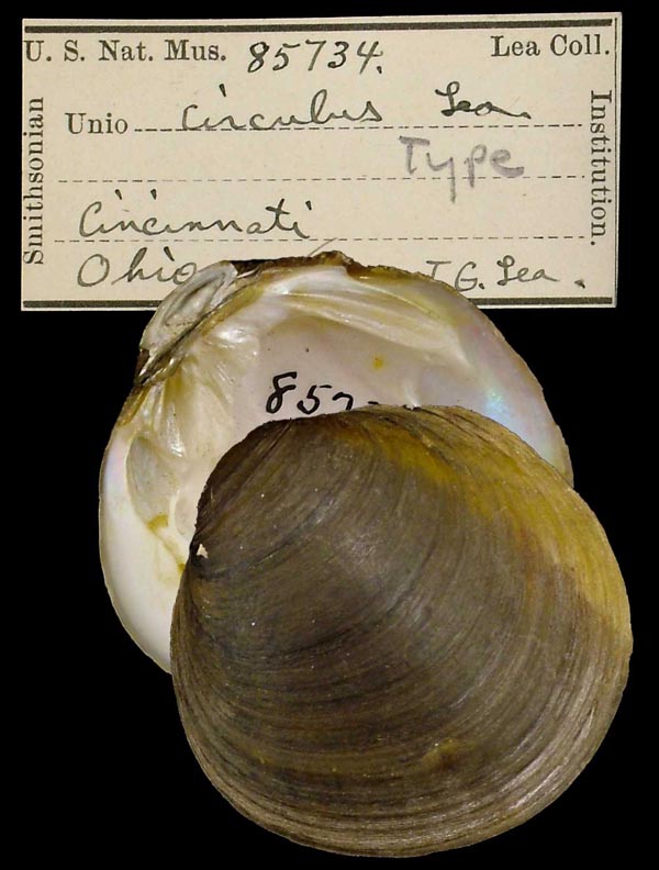 image of lot USNM_85734