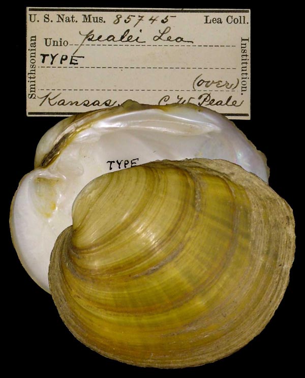 image of lot USNM_85745