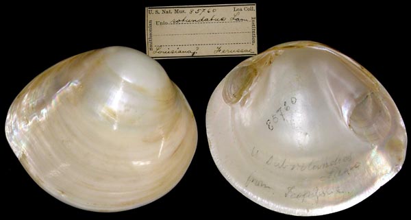 image of lot USNM_85760