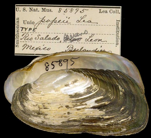 specimen