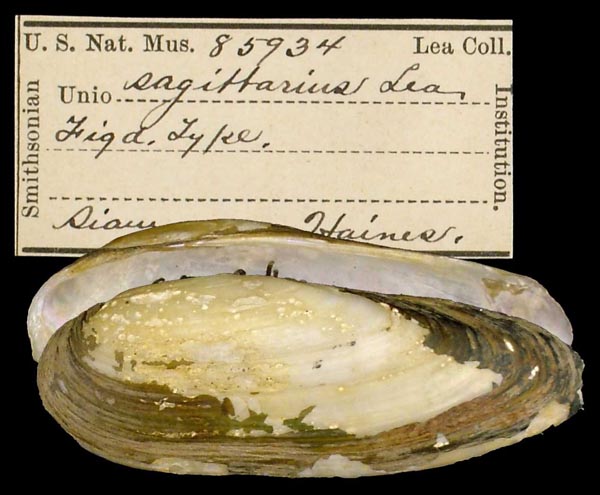 image of lot USNM_85934