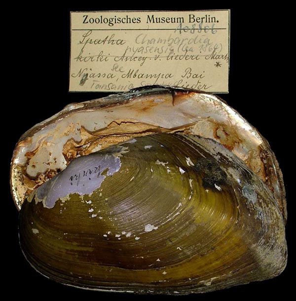 image of lot ZMB_108806