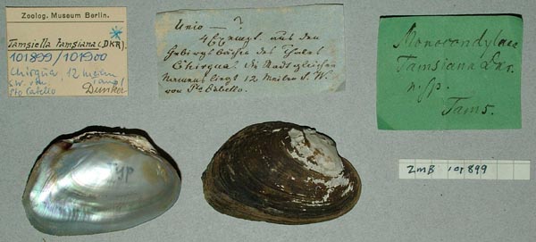 specimen
