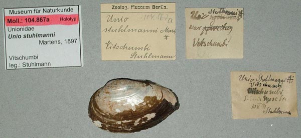 specimen