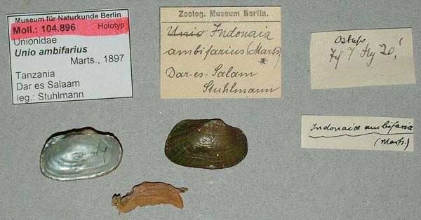 specimen