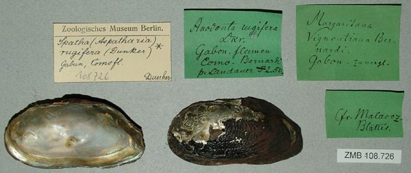 specimen
