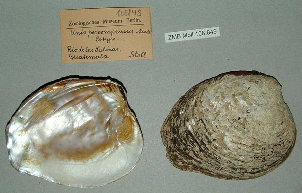 image of lot ZMB_108849