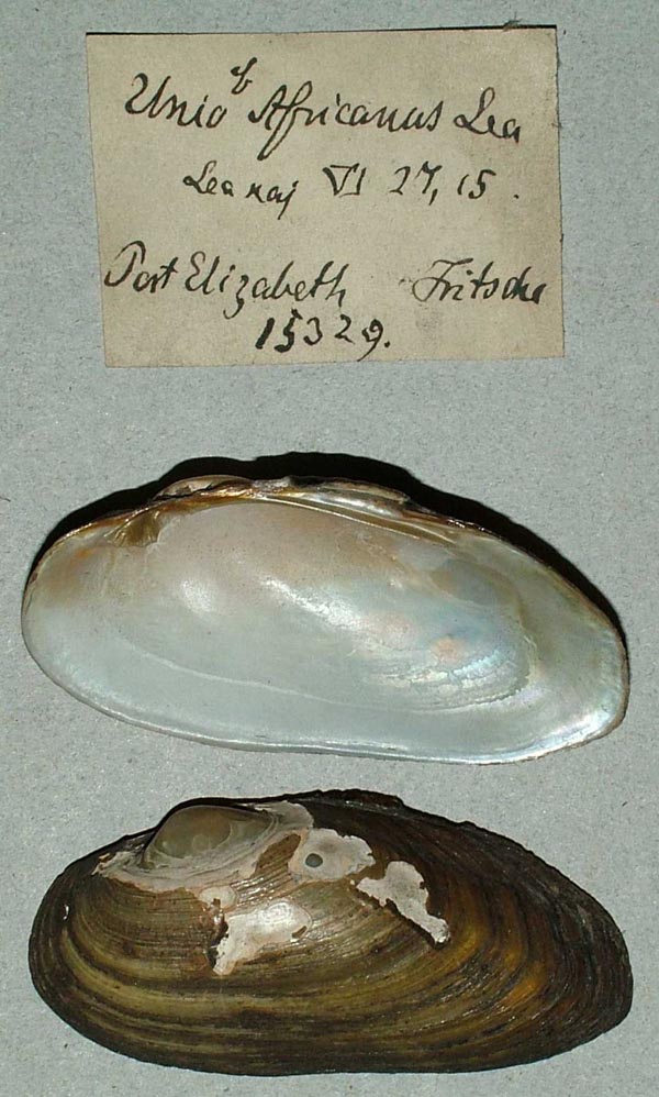 image of lot ZMB_15329