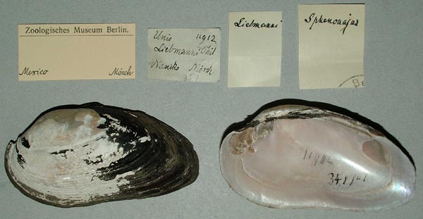 image of lot ZMB_11912