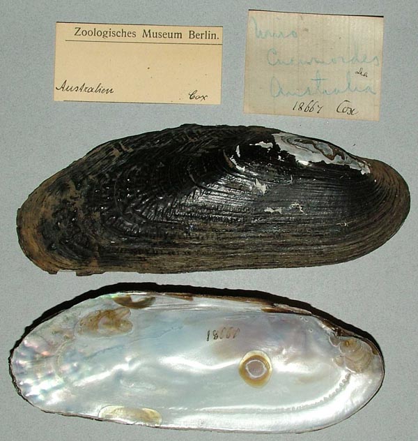 image of lot ZMB_18667