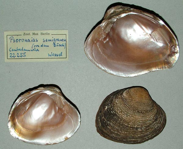 image of lot ZMB_22255