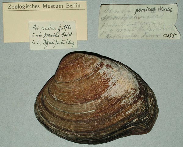 image of lot ZMB_22255