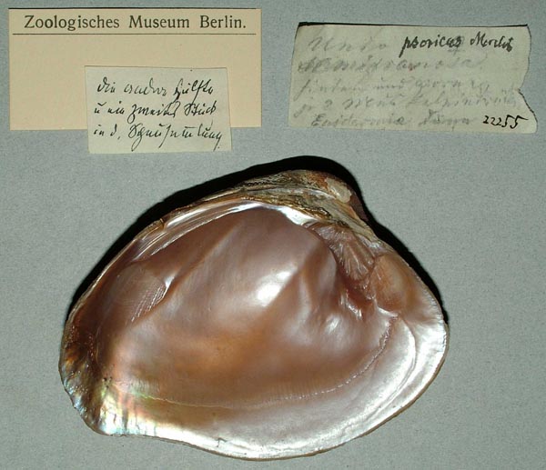 image of lot ZMB_22255