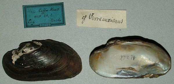 image of lot ZMB_27274