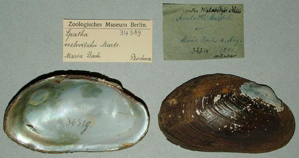 image of lot ZMB_34319