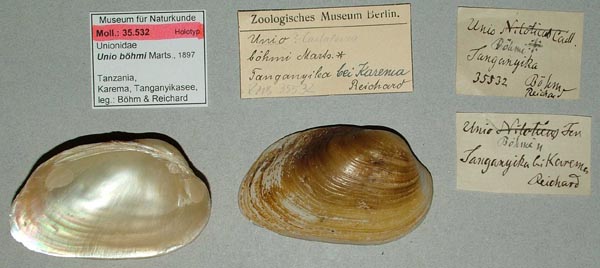 specimen